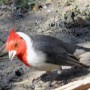 Naturaleza argentina en epístolas(II): El cardenal...un cantor sudamericano