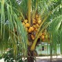19-planta de cocos tipico del lugar