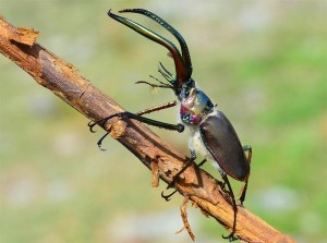 Escarabajo de Darwin