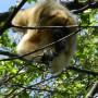 Naturaleza Argentina en epístolas (I): La mona carayá