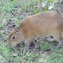 Naturaleza argentina en epístolas(III): "El roedor más grande del mundo: el carpincho"