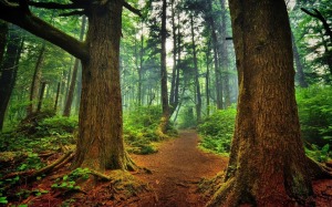 EL BOSQUE DE LA LUZ