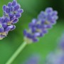 Como flor de lavanda