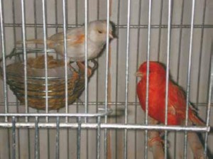 Taller de jilgueros y canarios