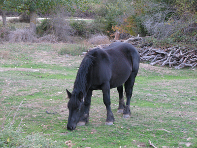 caballo en libertad caballo en libertad