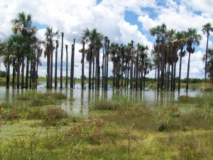 A-Morichal- DEL FONDO 2