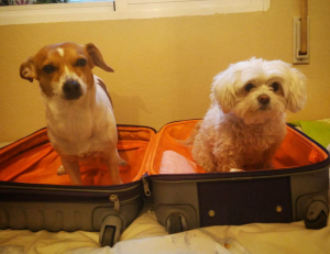 Screenshot_20181118-121315~2