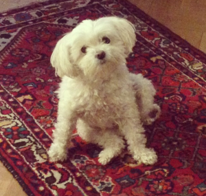 Screenshot_20181119-183311~2