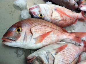 ceviche de sama con granada
