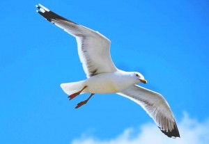 gaviota