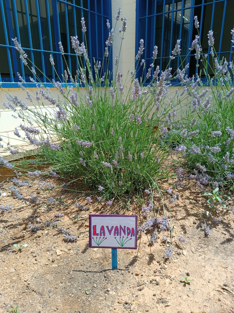 lavanda