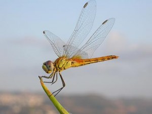 Libélula