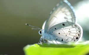 mariposa_blanca_en_una_hoja-1280x800
